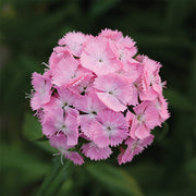 Sweet™ Pink F1 Untreated, Conventional Pellet Dianthus