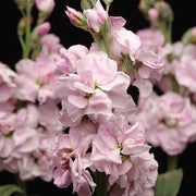 Katz Cherry Blossom Untreated Stock