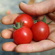 Artemis F1 Untreated Tomato