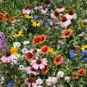 Northeast Wildflower Mix Untreated Wildflower MIx