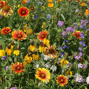 Midwest Wildflower Mix Untreated Wildflower Mix