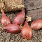 Innovator F1 Untreated Shallot