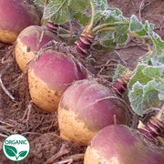 Helenor Organic Rutabaga