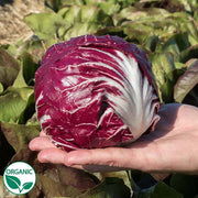 Vasari F1 Organic Radicchio