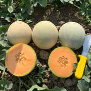 Thunderstruck F1 Untreated Melon