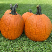 Justify F1 Untreated Pumpkin