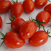 Red Torch F1 Untreated Tomato