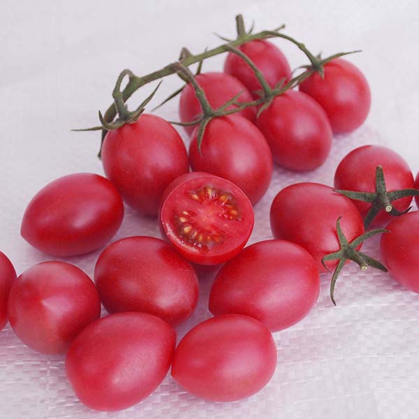 Raspberry Drop MPR F1 Untreated Tomato Seeds | Osborne Farm Seed