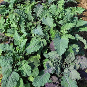 Stars and Stripes Mix F3 Untreated Kale