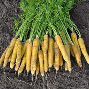 Yellow Moon F1 Untreated Carrot