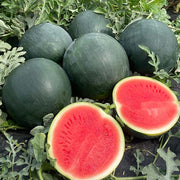 Tyrion F1 Untreated Watermelon