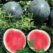 Dark Knight F1 Untreated Watermelon