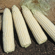 XTH3174 F1 Untreated Corn