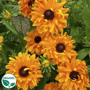 Goldilocks Organic Rudbeckia