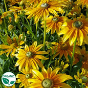 Prairie Sun Organic Rudbeckia