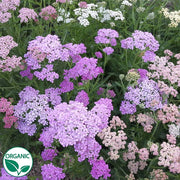 Summer Pastels Organic Yarrow