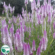 Flamingo Feather Organic Celosia