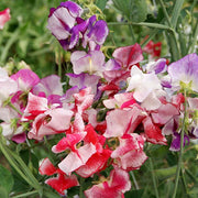 Spencer Ripple Mix Untreated Sweet Pea