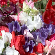 Elegance Formula Mix Untreated Sweet Pea