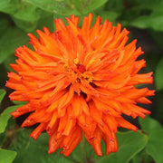 Super Cactus Aztec Orange Untreated Zinnia