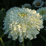 Super Cactus Snowman White Untreated Zinnia