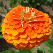 Queeny Pure Orange Untreated Zinnia