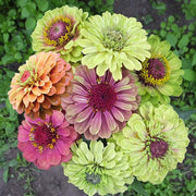 Queeny Mix Untreated Zinnia