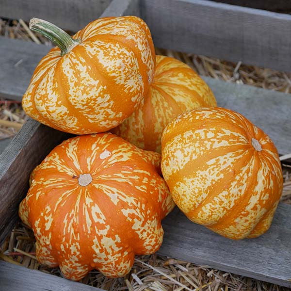 Sunrise F1 Untreated Gourd Seeds Osborne Hybrid Farm Seed Supplier
