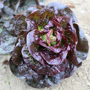 Rosaine Untreated, NOP-Compliant Pellet, Lettuce