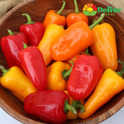 Delite Mix F1 Untreated Pepper