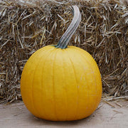 Lemonade F1 Untreated Pumpkin