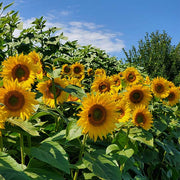 Hornet F1 Untreated Sunflower