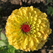 Queeny Lemon Peach Untreated Zinnia