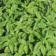 Basil Rutger's Passion DMR Untreated Herb