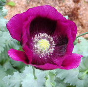 Lauren's Grape Poppy Untreated Papaver somniferum