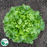 Bauer Organic, NOP-Compliant Pellet, Lettuce