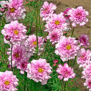 Double Click Bi-Color Pink Untreated Cosmos