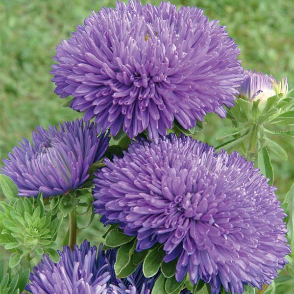 Flower, Aster - Gala Blue Untreated Seeds