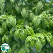Herb, Basil - Evi Organic Seeds