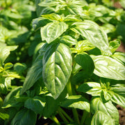 Basil, Genovese Organic Herb Seeds