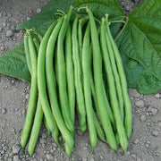 Bean, Bush - Jade Treated Seeds
