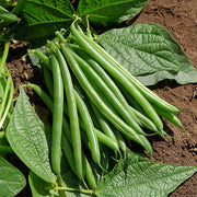 Bean, Bush - Kestrel Untreated Seeds