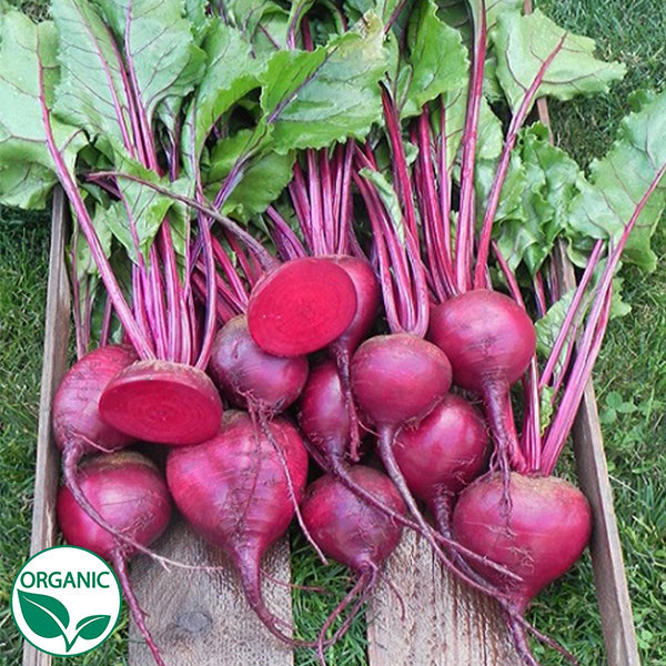 Beet, Red - Merlin F1 Organic