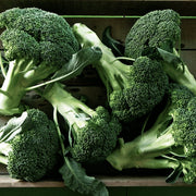 Broccoli, Lieutenant