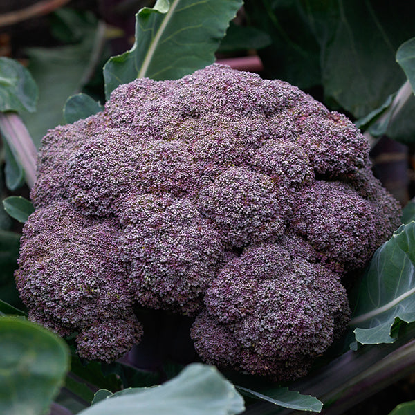 (Vegetable) Broccoli, Purple Magic 