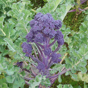 Bonarda F1 Untreated Sprouting Broccoli Seeds