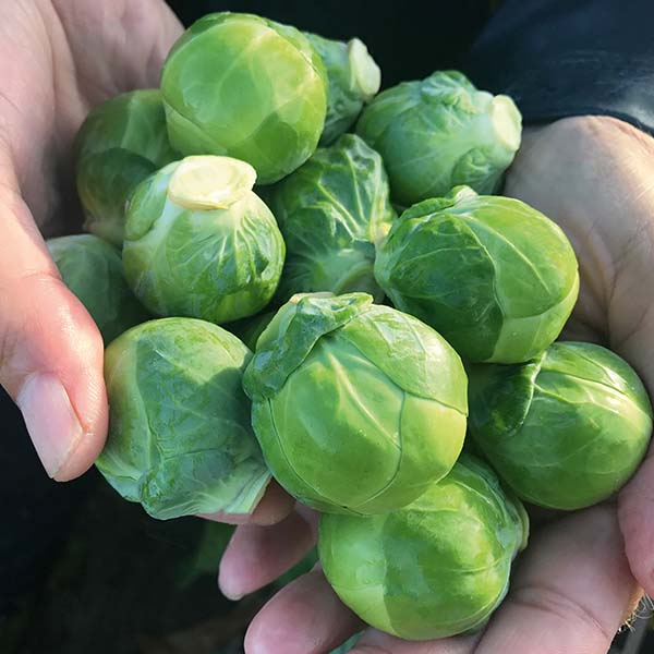 Silvia F1 Organic Brussels Sprouts Seeds