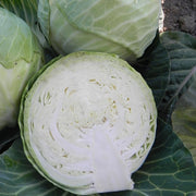 Castello F1 Treated Cabbage