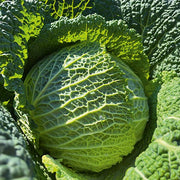 Cresposa F1 Untreated Savoy Cabbage Seeds