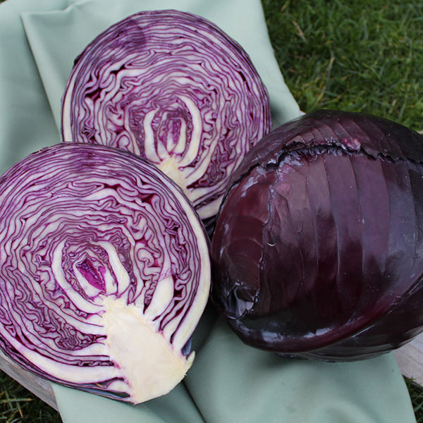 Klimaro F1 Untreated Red Cabbage Seeds